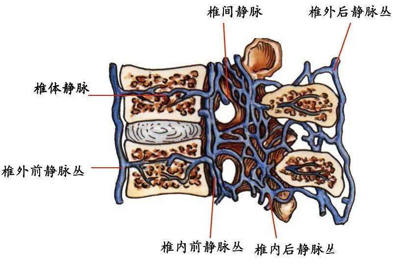 脊柱超詳細解剖,高清圖文版!_頸椎