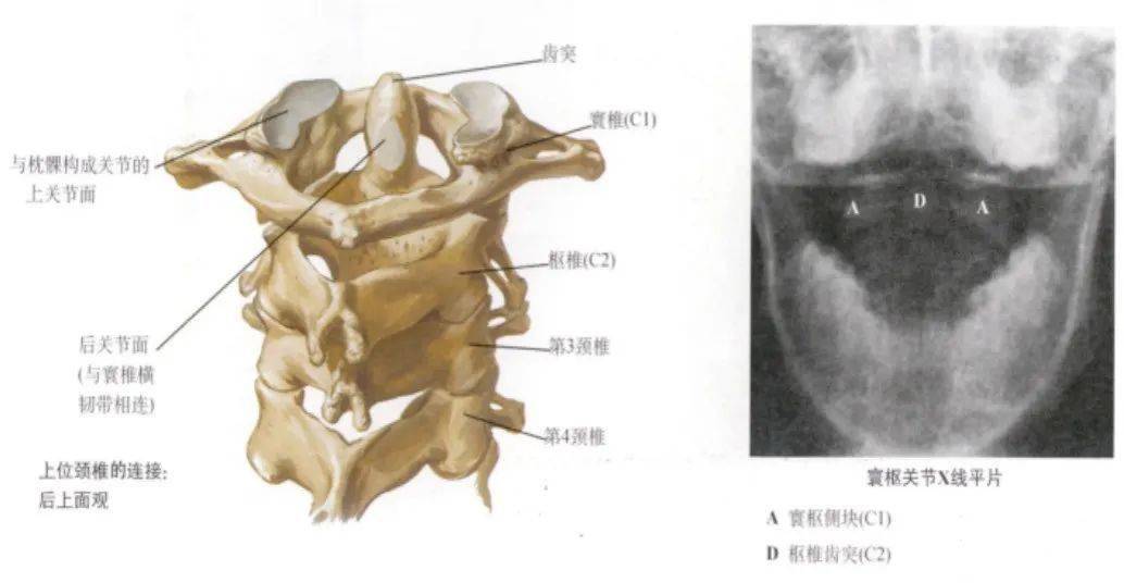 脊柱超详细解剖,高清图文版!_颈椎