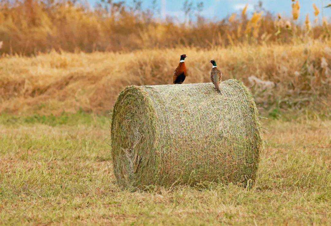 2020北京秋季观鸟月获奖摄影作品欣赏成人组