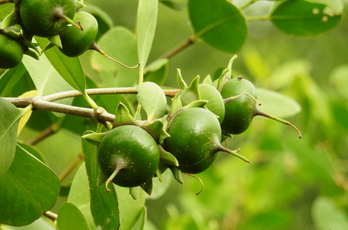 无瓣海桑老鼠勒红树林的主要树种有:老鼠勒,海漆,桐花树,木揽,秋茄树