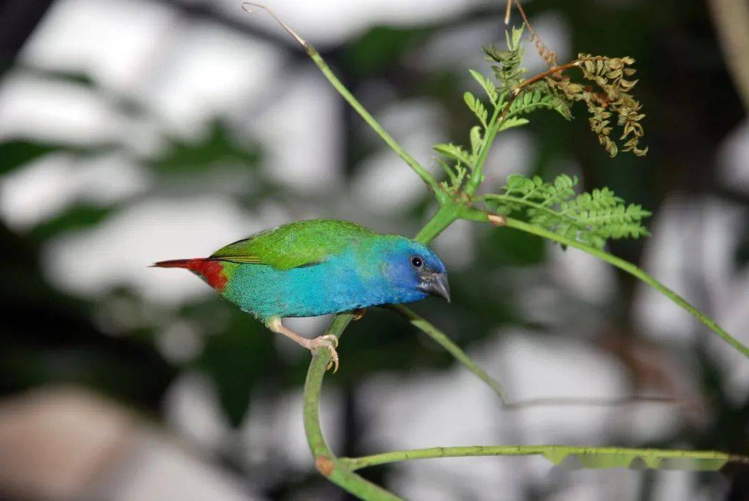 物种图册-帝汉鹦雀