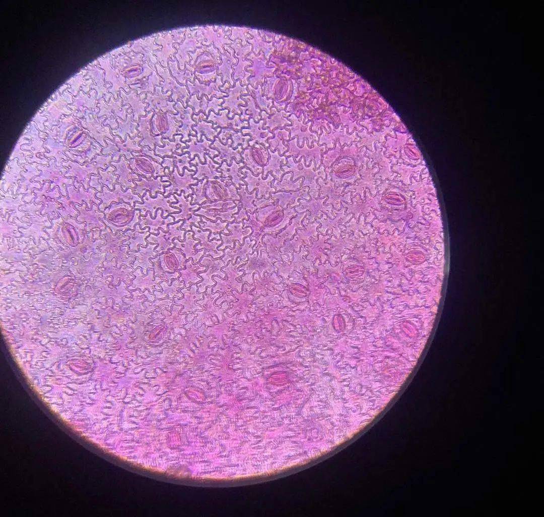 青菜表皮细胞结构图图片