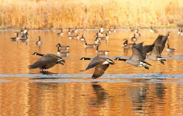 观侯鸟赏荻花-南矶山自然保护区休闲一日游_候鸟