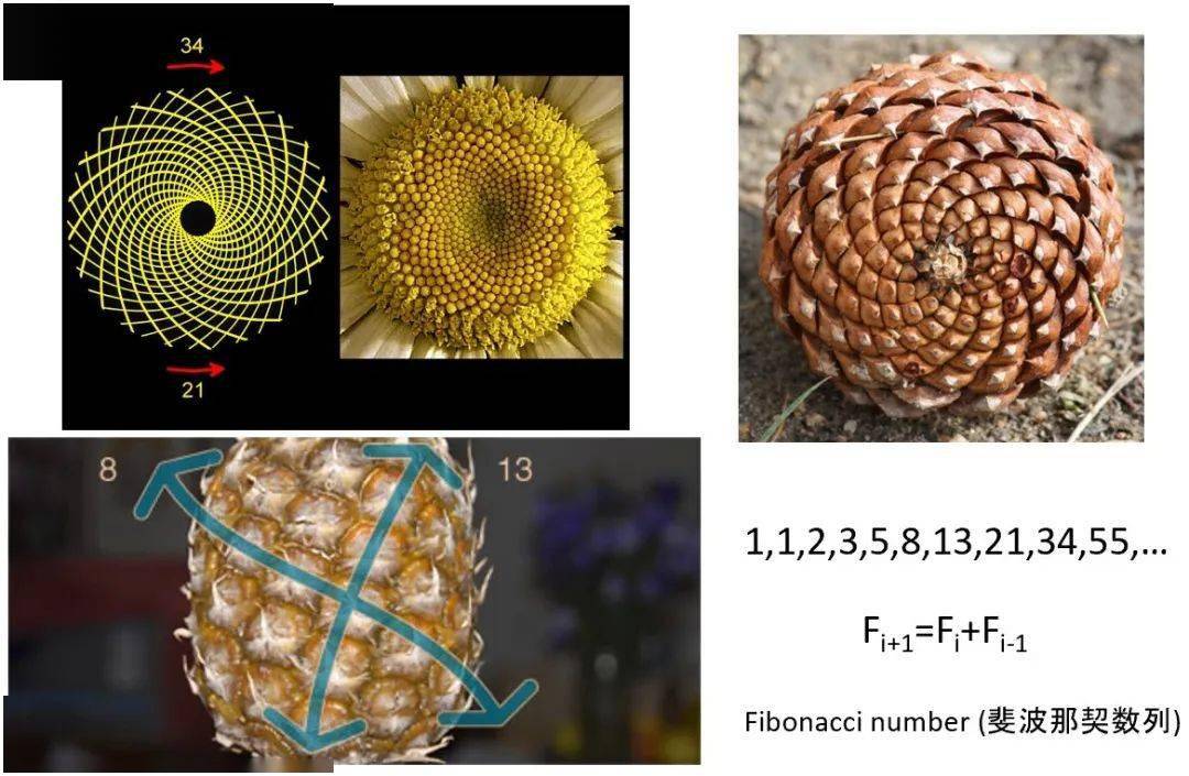 植物中的斐波那契数列松子数一下,菠萝数一下,就发现几乎所有的,往两