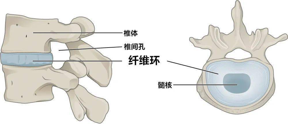 椎间盘结构图解图片