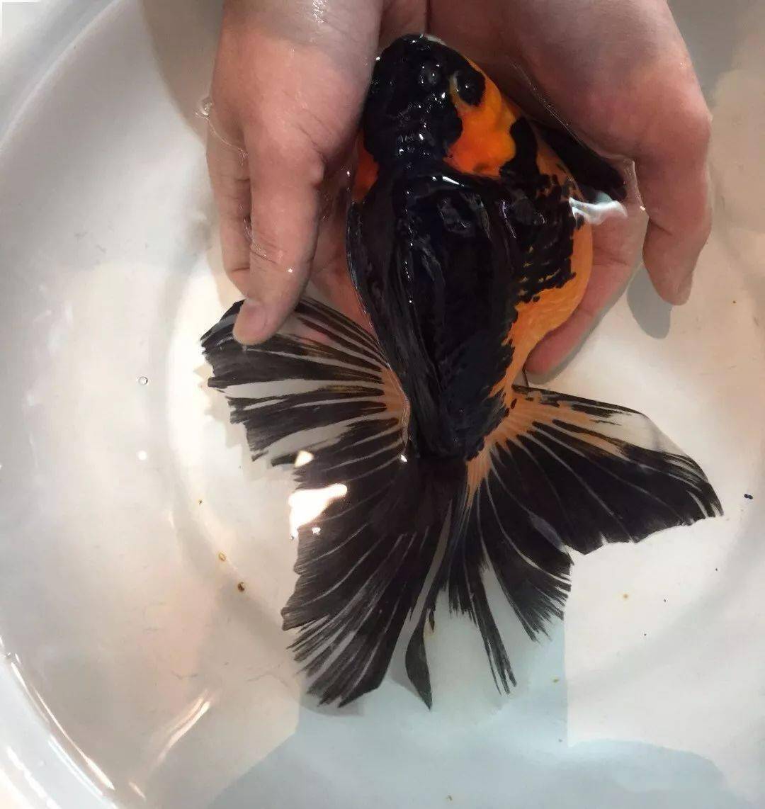 皇冠珍珠—— 鸣谢姑苏西朴水族 ——苏州高端金鱼专卖店原装泰狮泰寿