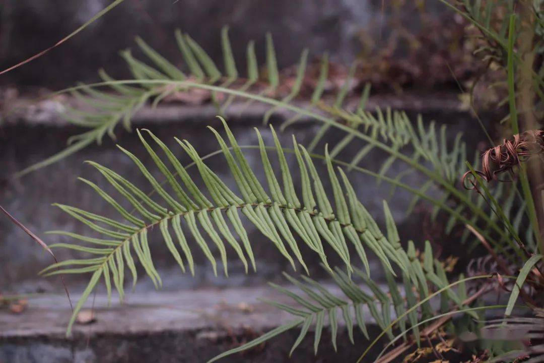荒凉的小路上,我遇到了蜈蚣凤尾蕨