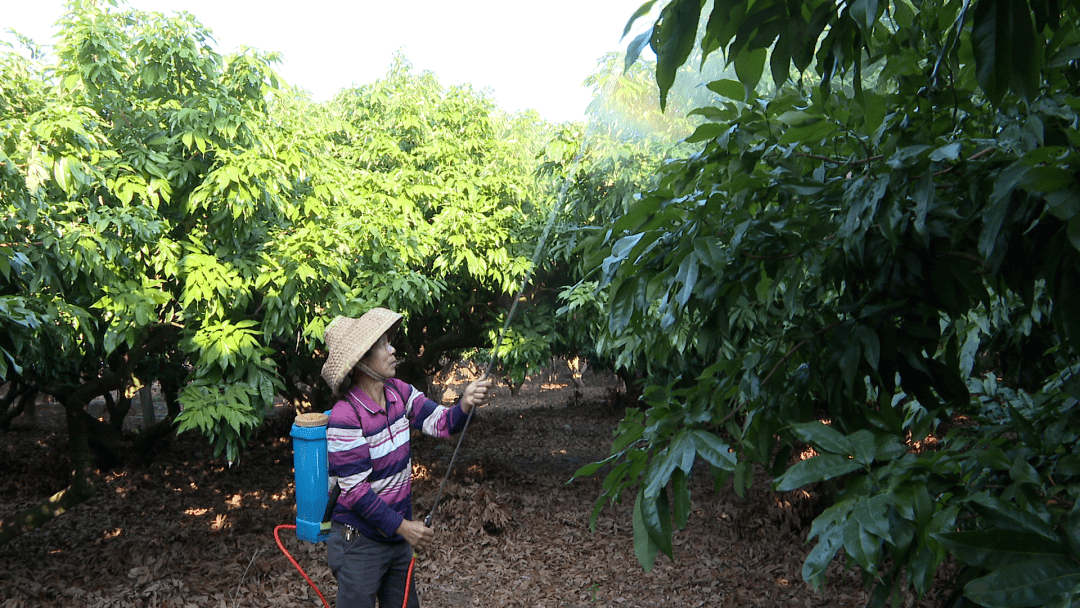 阳西果农积极加强荔枝控梢促花 期望来年荔枝丰产