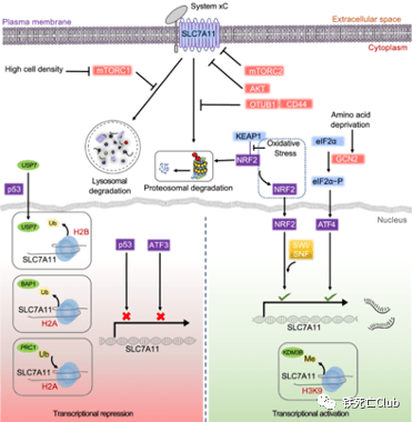 综述甘波谊团队slc7a11与肿瘤铁死亡