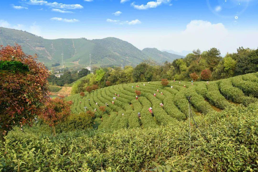 冬临大别山 茶暖待新春