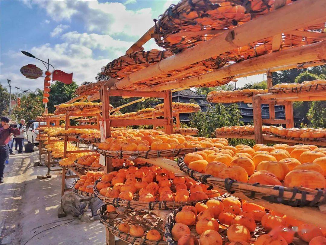 桂林恭城瑶族自治县红岩村月柿丰收景色