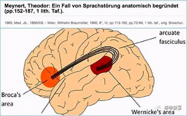 wernicke建立语言通路
