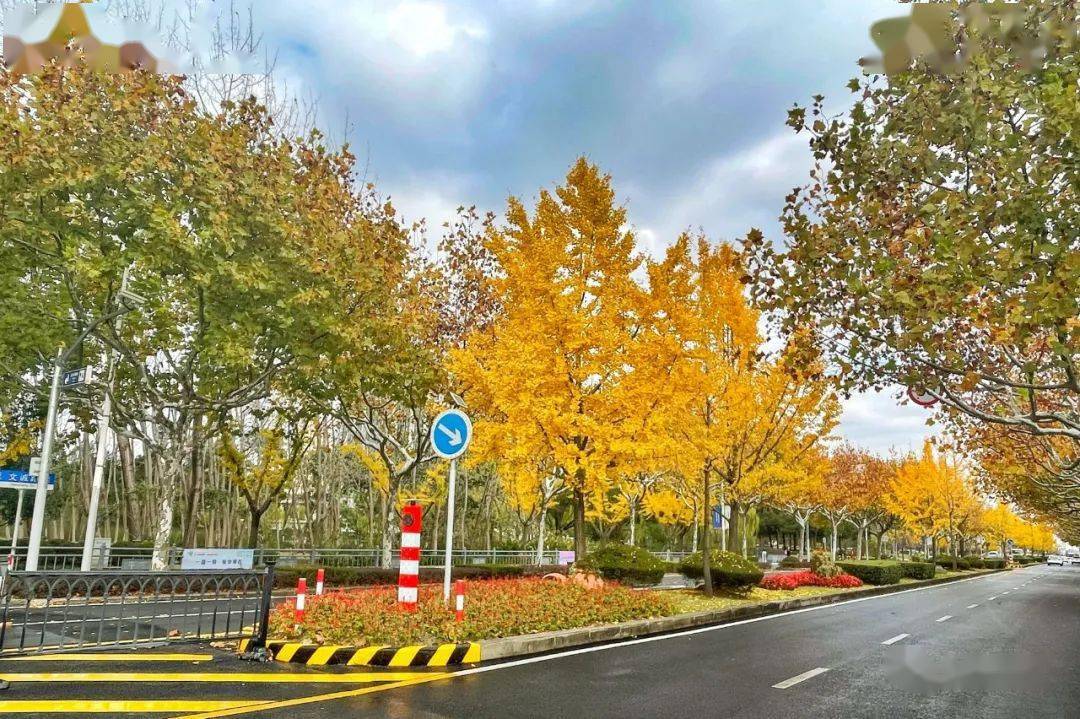 10000平方米滨水绿地1000米景观绿道松江这条路将美出新高度