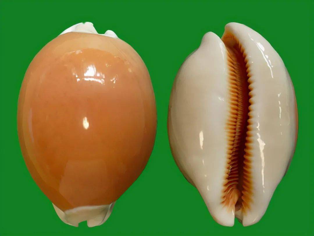 龙生九子各有不同宝螺科中这一属宝螺显赫得很