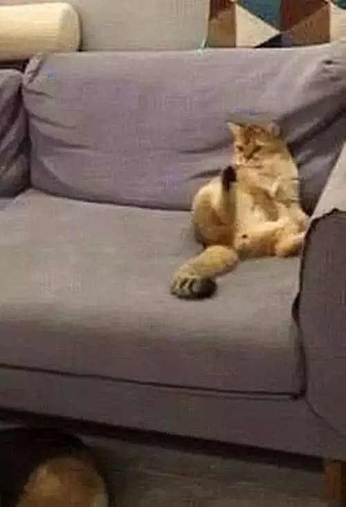 猫咪学着主人的姿势坐沙发上看电视网友坐姿神同步啊