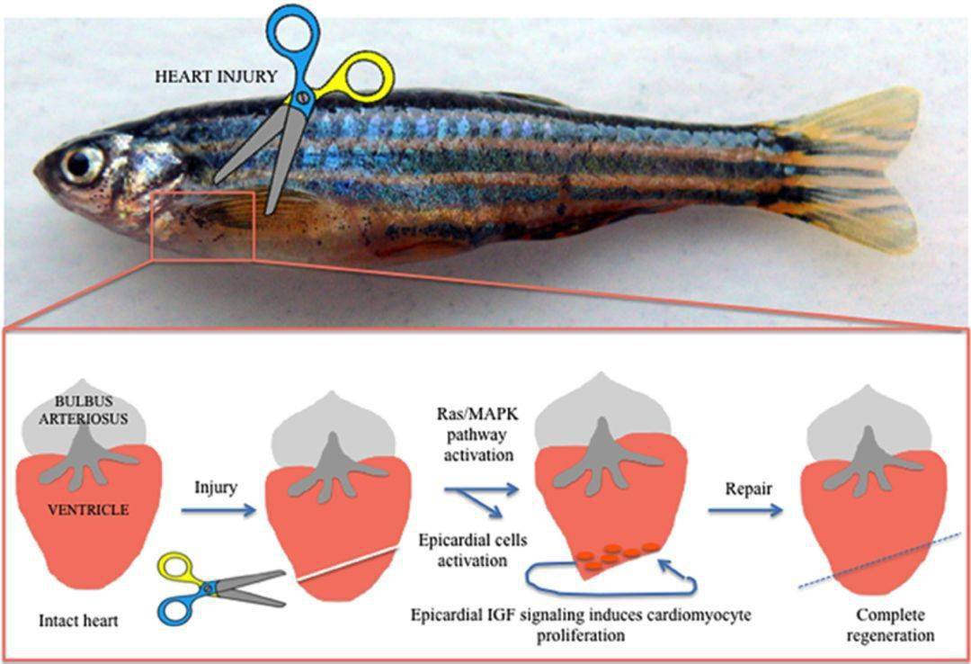 【潜行家-物种】拥有再生能力的水下生物(下)_鲨鱼