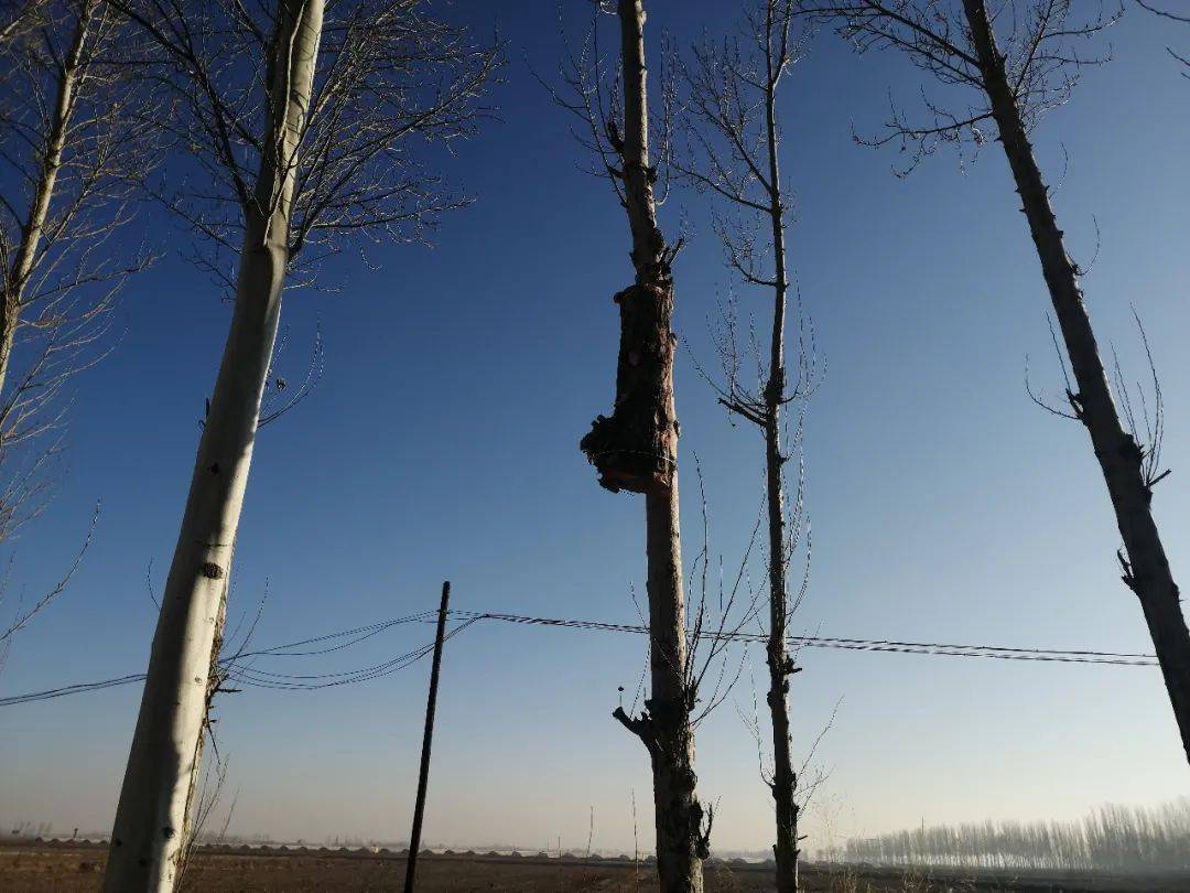 为有效防控光肩星天牛,实现人与自然和谐相处,今年以