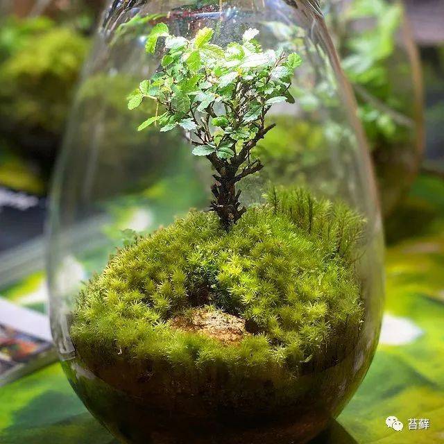 这么治愈的苔藓微景观玻璃瓶,想不想养一瓶?