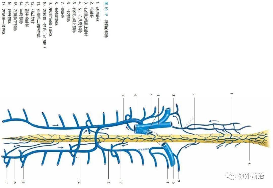 翼静脉丛交通图片