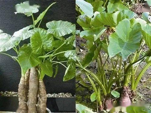 一口野生"假芋头",险送命!_大哥