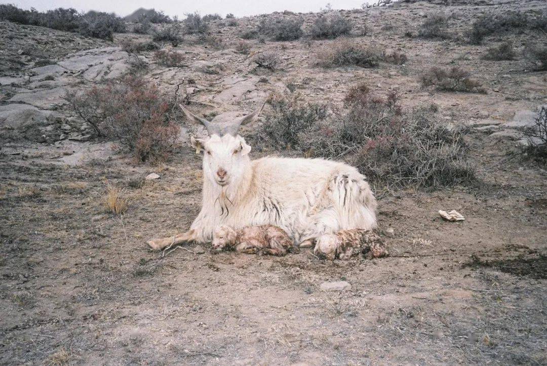 1839摄影奖:能否谈谈《造山》与《阿尼玛》之间的关系,山羊有特殊的指
