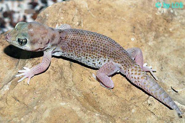 从零开始养新疆沙虎基础饲养指南