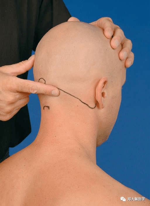 从枕骨隆突外部开始,治疗师更多地触诊下部和侧面,直到圆弧形的枕骨