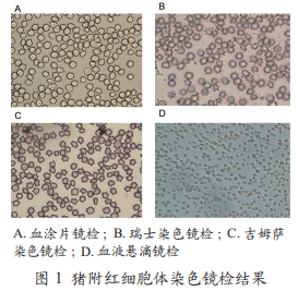法国诗华推荐阅读猪群保健猪附红细胞体感染