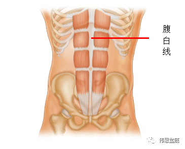 腹白线位置图图片