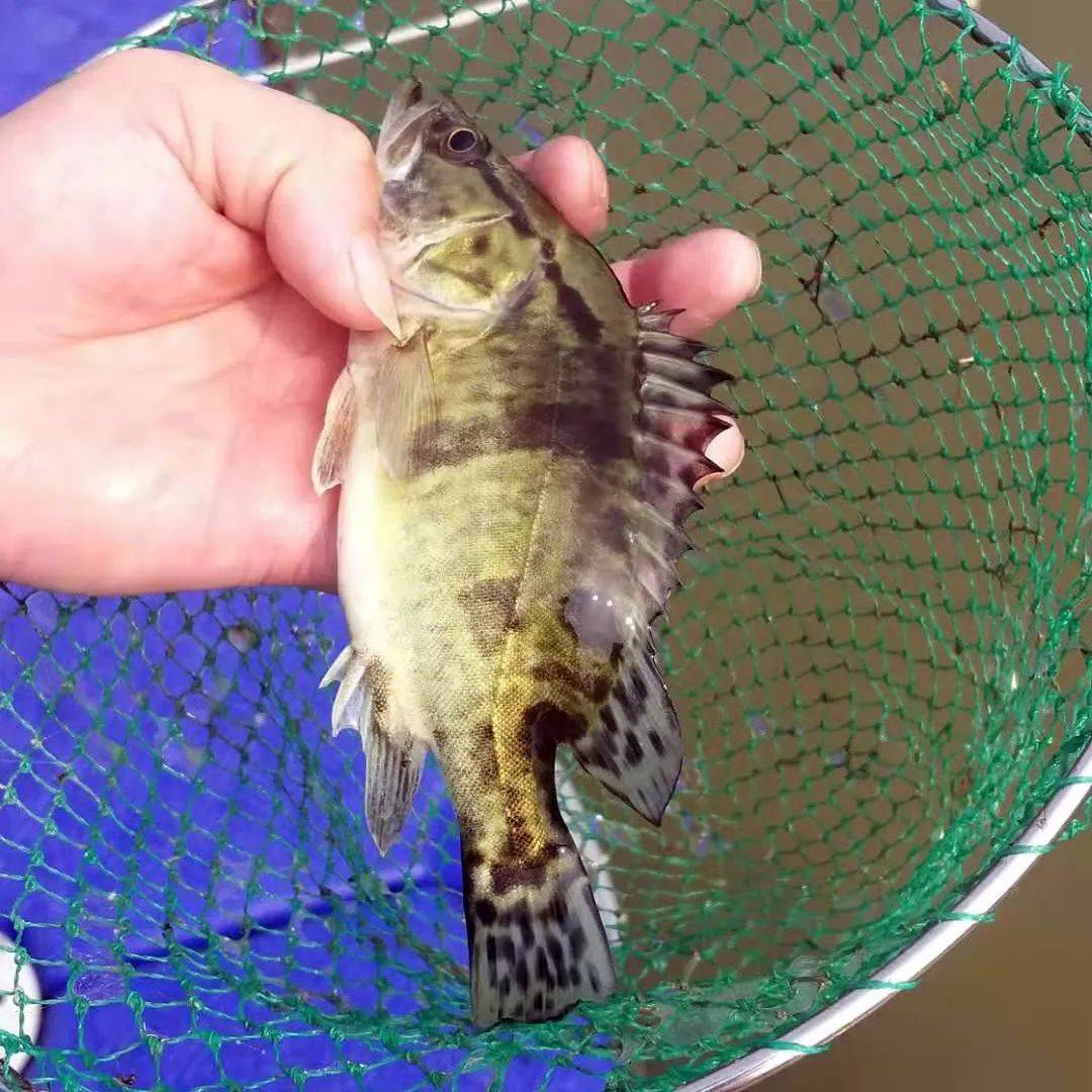 广东渔业再添"国字号"!