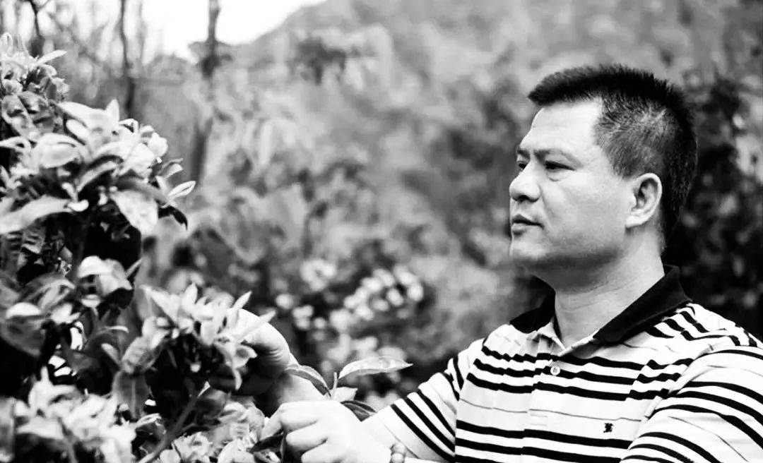 班章大白菜创始人,今大福茶业董事长茶人何宝强先生逝世