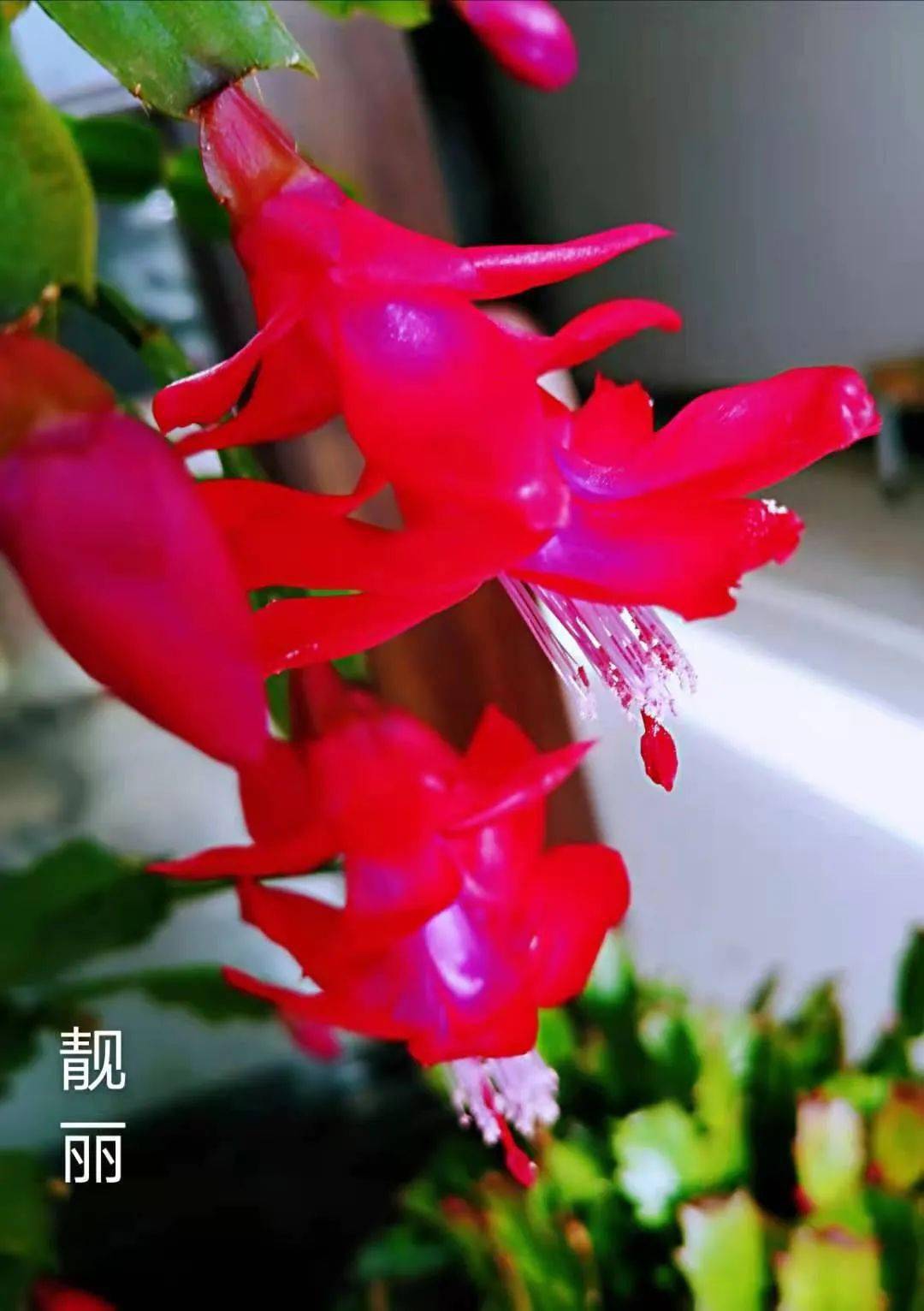 晒图 | "我养的钝齿蟹爪兰,花开正旺!