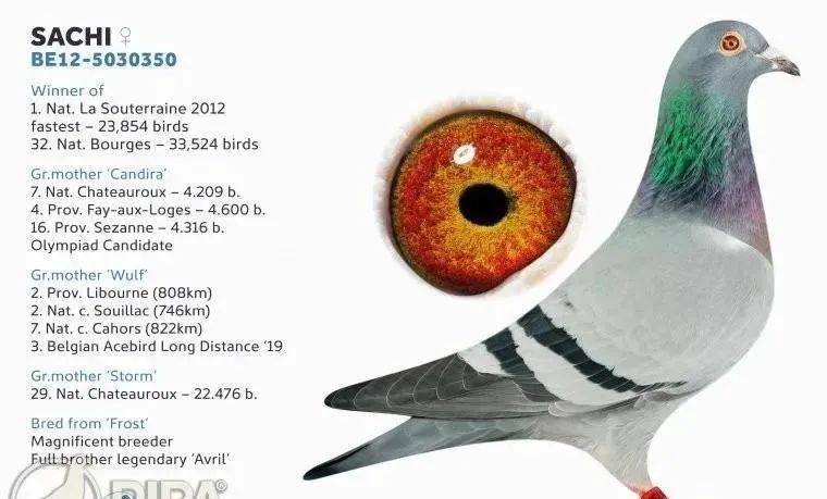 喬斯托內白雪公主是我所有速度鴿的基礎種鴿