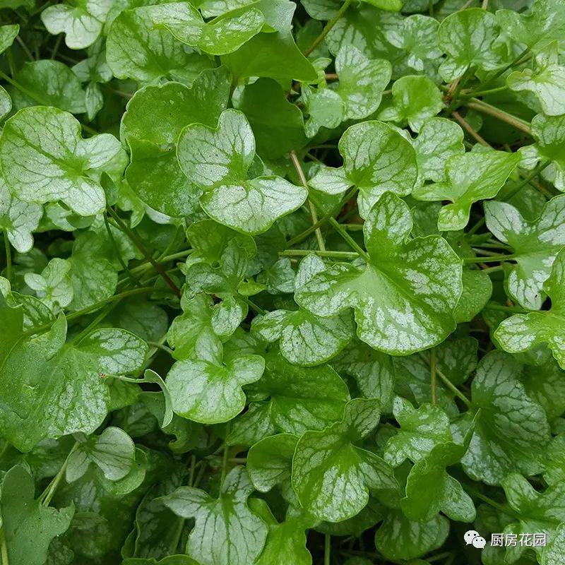 廚房花園紅脈酸模出圈了嗎出了吧