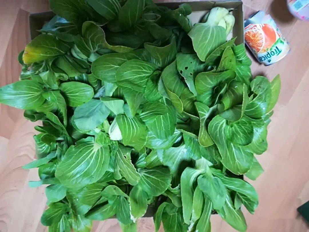 云萍| 上海青_青菜