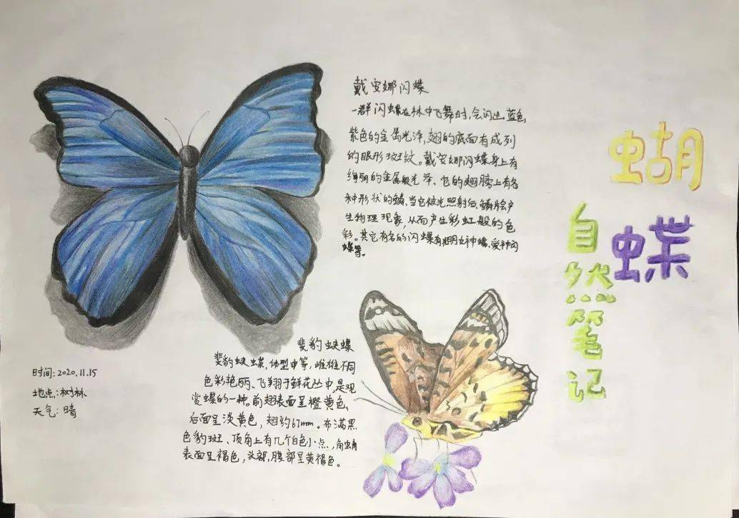 精彩校园触碰自然描绘乐趣记浦师附小2020学年第一学期笔记大自然活动