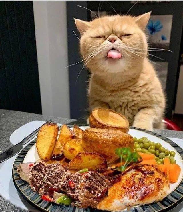 搞笑肥猫在外打架被小主人拖回去还一路骂骂咧咧地喵喵叫