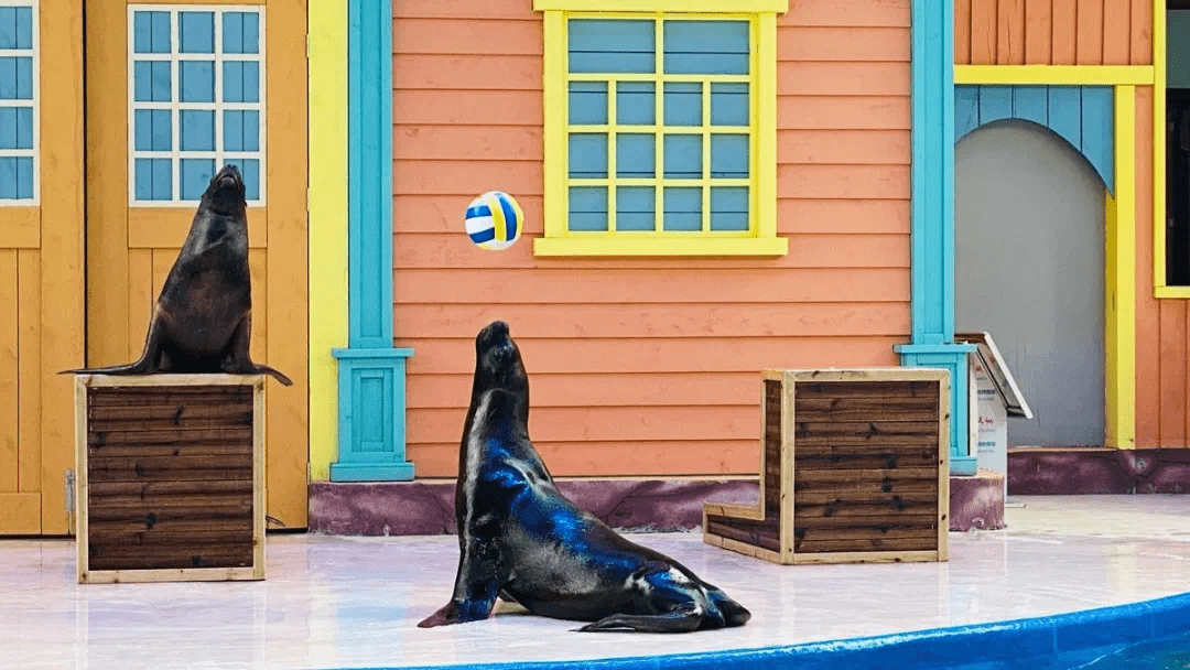 萌宠海狮馆盛大开业属于全家人的暖冬体验尽在鼎龙湾