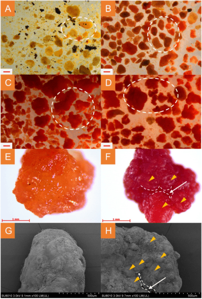 top研究010|苏州科技大学陈重军:厌氧氨氧化颗粒污泥的研究进展