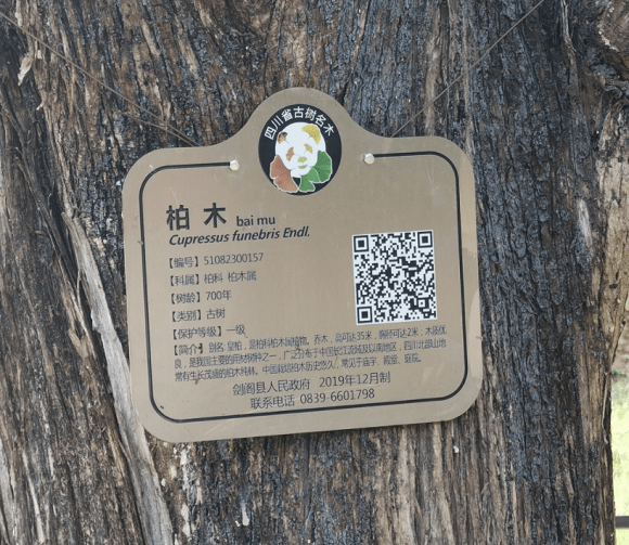 等11个古树公园,在省绿化基金会的支持下,通过设置标识牌和科普宣传栏