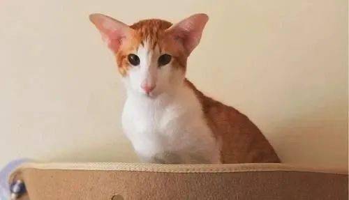 这只"羊里羊气"的猫咪登上热搜,"天外来猫"你认识吗?