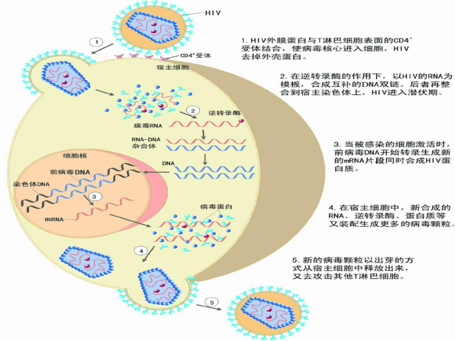 細胞間信息交流圖丨胞質骨架圖丨水溶性激素作用原理圖丨生長因子作用