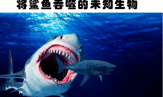 2,将鲨鱼吞噬的未知生物这种奇怪的海洋生物是在新西兰富尔湾的