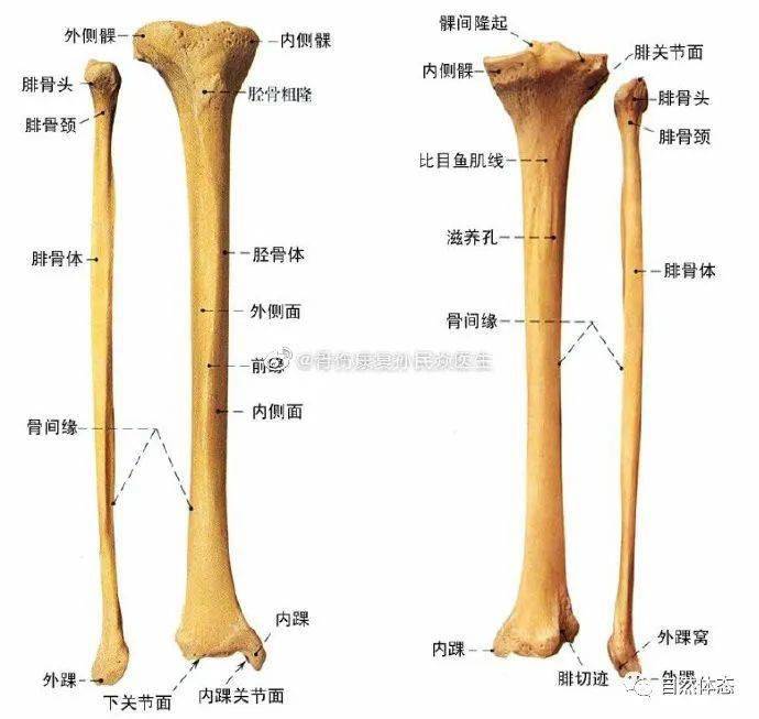 右腿右胫骨图片图片