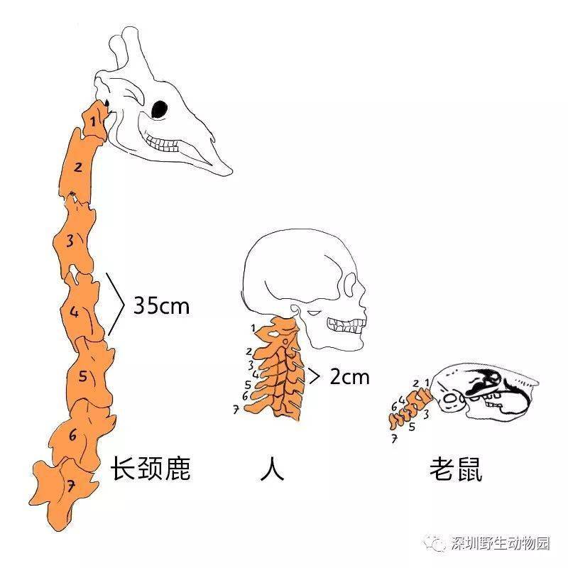 95甚至和老鼠也相同其所含的颈椎骨数量竟然和人类相同如此长的脖子