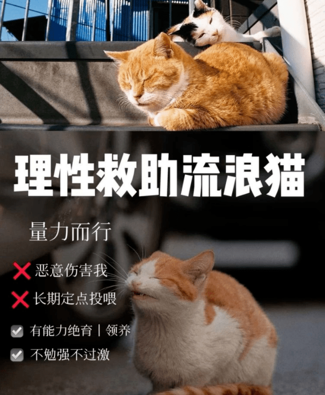 流浪猫救护中心海报图片