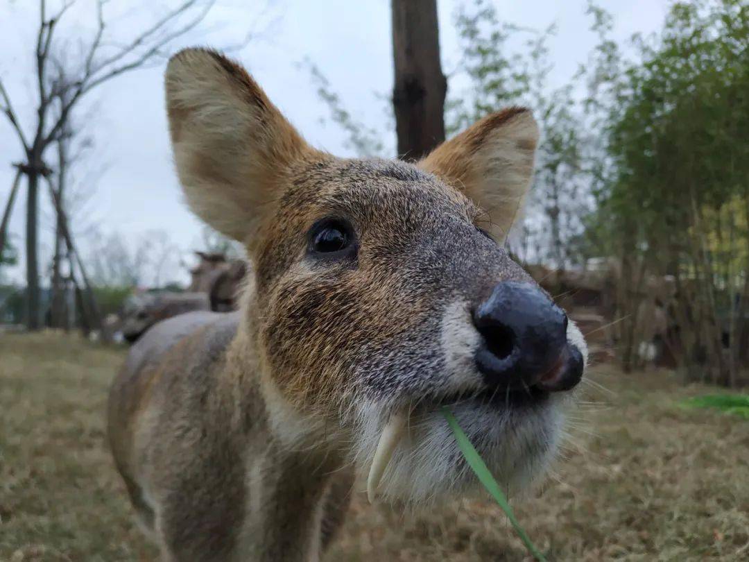 集体进入恋爱季獐际关系日渐复杂