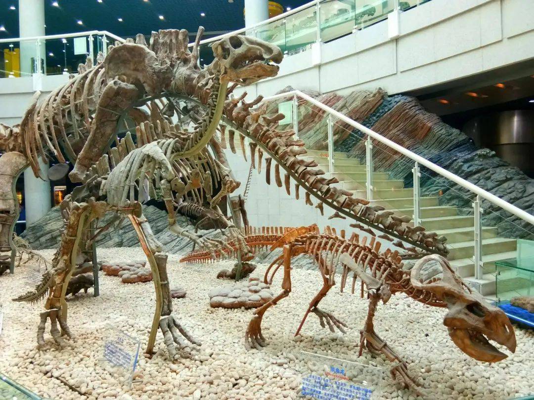 恐龙在内的古代生物化石仙湖植物园藏着一个古生物博物馆周末及节假日