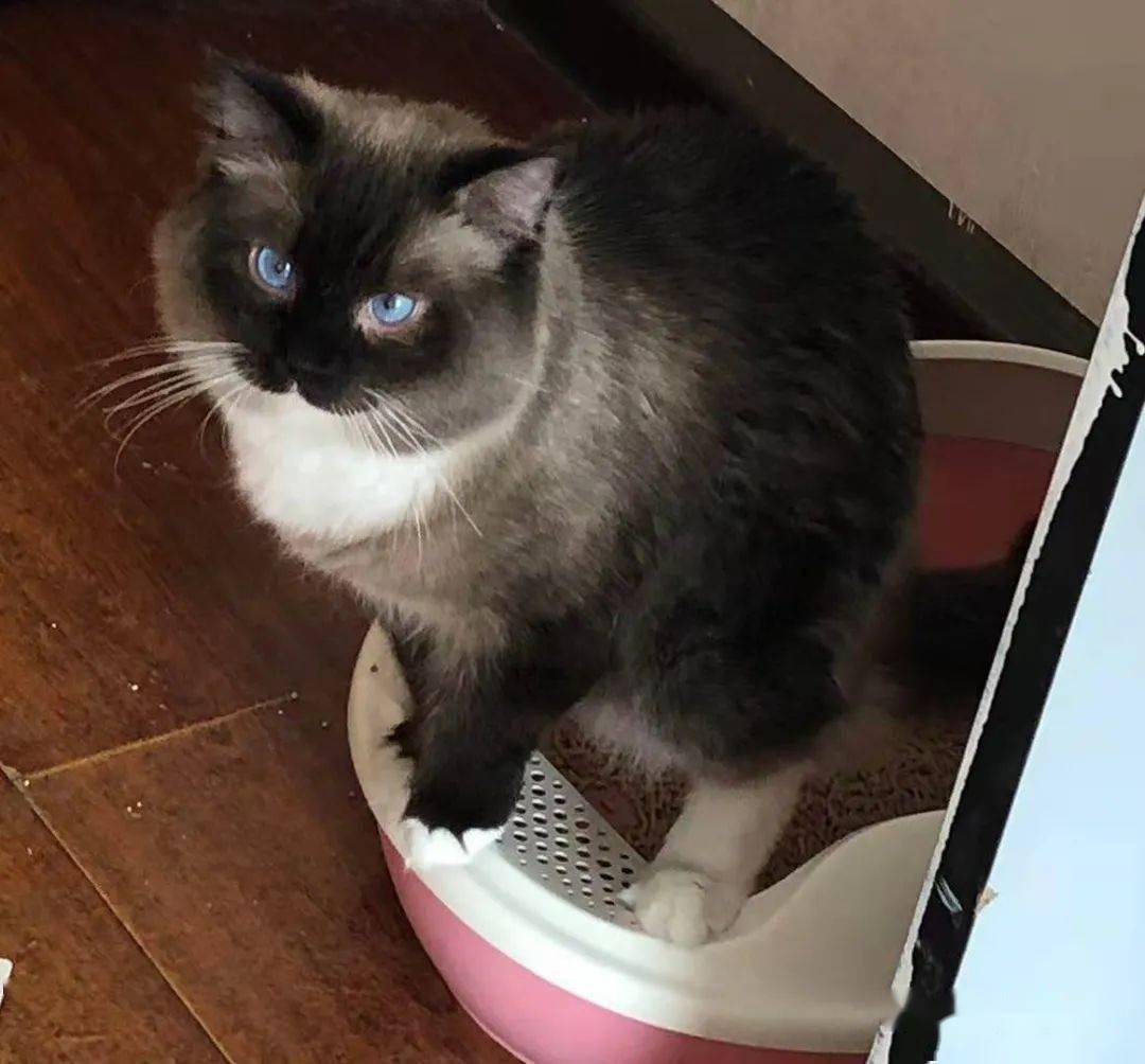 【02】—2020年12月15日寻领养.请支持"领养代替买卖"每一个小生命都