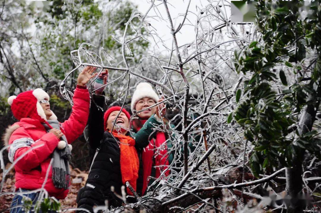 昭平这地方冷得结冰了雾凇冰凌世界非常漂亮